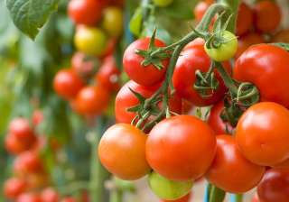 tomatoes skin cancer risk - India TV tomatoes skin cancer risk - India TV