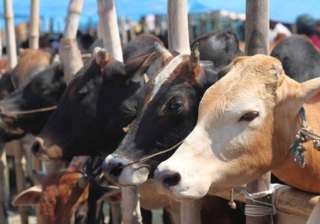 Cow vigilantes stop vehicles legally ferrying... Cow vigilantes stop vehicles legally ferrying...
