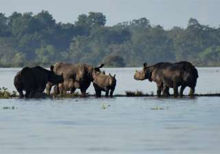 38 per cent of the Kaziranga National Park is... 38 per cent of the Kaziranga National Park is...