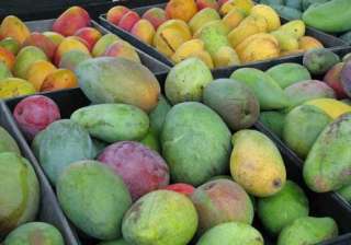 Mangoes of India - India TV Mangoes of India - India TV
