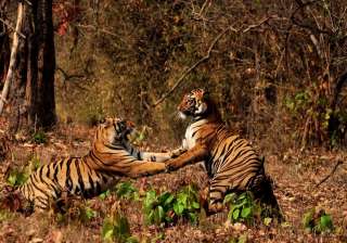 Report says villagers near Pilibhit Tiger Reserve... Report says villagers near Pilibhit Tiger Reserve...