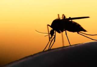 zika affected by dengue - India TV zika affected by dengue - India TV