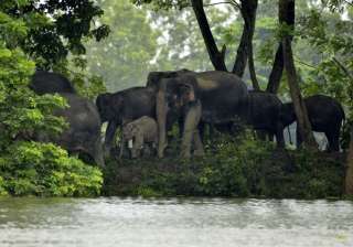 Assam floods: 225 animals dead in Kaziranga -... Assam floods: 225 animals dead in Kaziranga -...