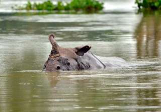 India tv, one horned rhino, nepal, assam, india India tv, one horned rhino, nepal, assam, india