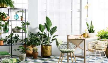 These 6 plants will keep your home cool this... These 6 plants will keep your home cool this...