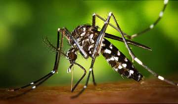 Zika Virus Zika Virus