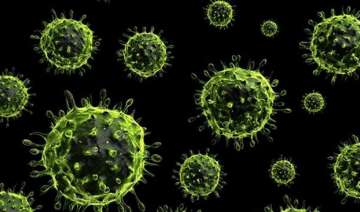 H1N1 virus swine flu H1N1 virus swine flu