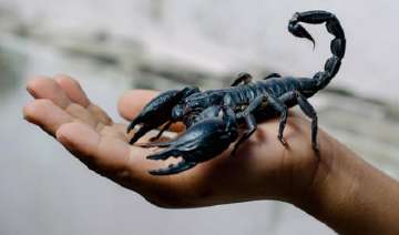 smoking scorpions smoking scorpions