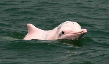 pink dolphin video pink dolphin video