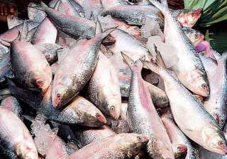 bangladesh not to lift ban on export of hilsa... bangladesh not to lift ban on export of hilsa...