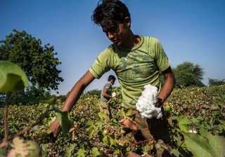 cotton crop estimated at 381 lakh bales for 2013... cotton crop estimated at 381 lakh bales for 2013...