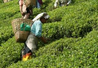 darjeeling tea industry heading for shutdown -... darjeeling tea industry heading for shutdown -...