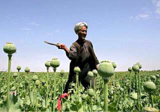 govt to allow pvt sector to produce alkaloids... govt to allow pvt sector to produce alkaloids...