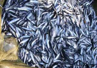 eu considers lifting fish export ban on sri lanka... eu considers lifting fish export ban on sri lanka...