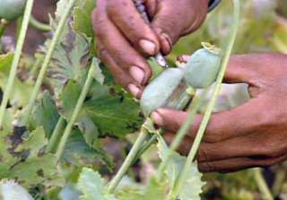opium trade goes unhindered in eastern arunachal... opium trade goes unhindered in eastern arunachal...