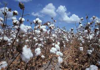 record cotton crop in gujarat this year exports... record cotton crop in gujarat this year exports...