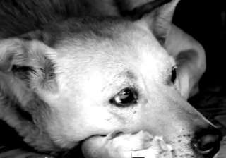 will street dogs ever get a chance to say my... will street dogs ever get a chance to say my...