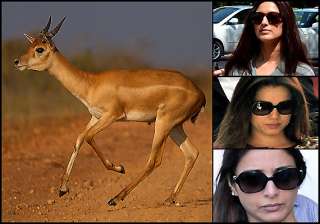 blackbuck case sonali bendre tabu and neelam to... blackbuck case sonali bendre tabu and neelam to...