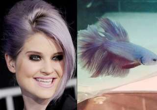 kelly osbourne s new pet is a purple fish - India... kelly osbourne s new pet is a purple fish - India...