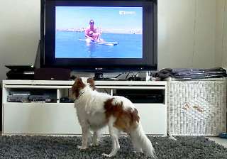 dogtv first 24 hour cable tv network for dogs -... dogtv first 24 hour cable tv network for dogs -...