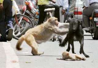 delhi monkey mom saves cub from moped and a dog -... delhi monkey mom saves cub from moped and a dog -...