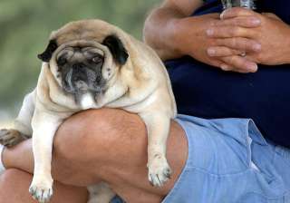 overweight dogs may die young see pics - India TV overweight dogs may die young see pics - India TV