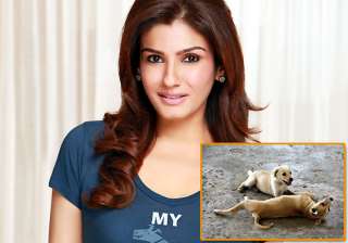 raveena adopts stray puppies see pics - India TV raveena adopts stray puppies see pics - India TV
