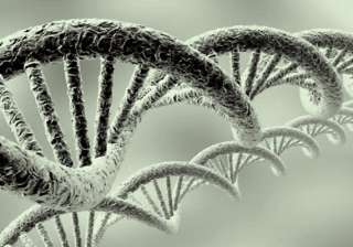 telomeres the new test for aging see pics - India... telomeres the new test for aging see pics - India...