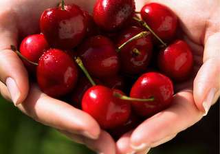 healthy benefits of cherries see pics - India TV healthy benefits of cherries see pics - India TV