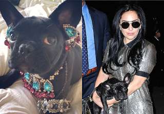 lady gaga dresses up pet in jewellery slammed by... lady gaga dresses up pet in jewellery slammed by...