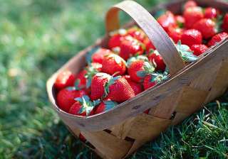 summer special savour strawberries dishes see... summer special savour strawberries dishes see...