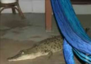 australian family finds crocodile inside drawing... australian family finds crocodile inside drawing...