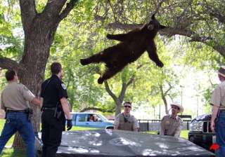 bear wanders onto us campus falls from tree -... bear wanders onto us campus falls from tree -...