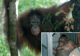 bizzare orangutan used as sex slave in indonesia... bizzare orangutan used as sex slave in indonesia...