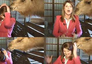 camel in us chomps female tv reporter s hair -... camel in us chomps female tv reporter s hair -...