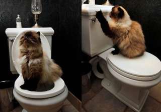 cats can be trained to use the toilet - India TV cats can be trained to use the toilet - India TV