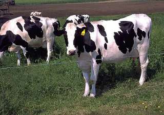 chinese scientists create 300 gm cows to produce... chinese scientists create 300 gm cows to produce...