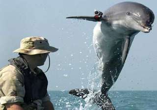 crimea s war dolphins now in hands of russian... crimea s war dolphins now in hands of russian...