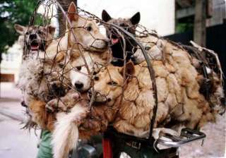 dog meat festival celebrated in china despite... dog meat festival celebrated in china despite...