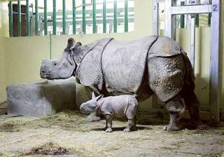 first indian rhino born in sharjah zoo - India TV first indian rhino born in sharjah zoo - India TV