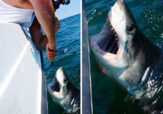 great white shark caught off coast of queens... great white shark caught off coast of queens...