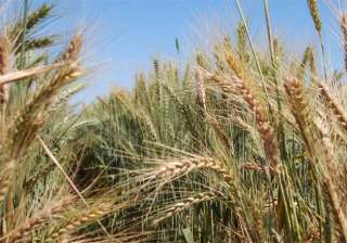 temperature rise affecting global wheat yield -... temperature rise affecting global wheat yield -...
