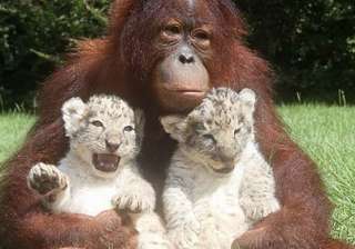 orangutan plays mum to 2 lion cubs in us - India... orangutan plays mum to 2 lion cubs in us - India...