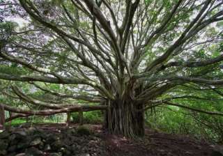 know about 10 trees associated with mythology -... know about 10 trees associated with mythology -...