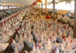 bird flu outbreak confirmed in 11 nigerian states... bird flu outbreak confirmed in 11 nigerian states...