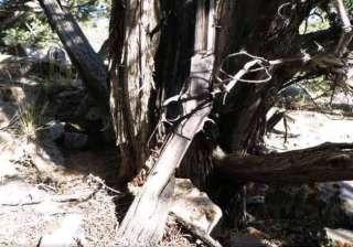 gun from 1800s found leaning against tree in us -... gun from 1800s found leaning against tree in us -...