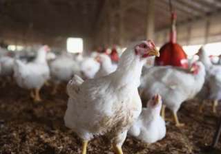 japan culls 200 000 chickens after bird flu... japan culls 200 000 chickens after bird flu...