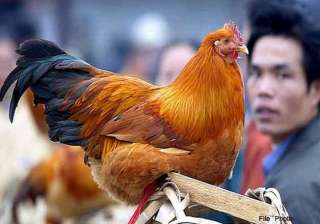 h7n9 bird flu cases in china province rise to 25... h7n9 bird flu cases in china province rise to 25...