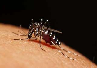 insecticide resistant super mosquito discovered -... insecticide resistant super mosquito discovered -...