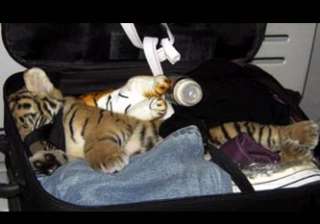 bangkok airport officials find drugged tiger cub... bangkok airport officials find drugged tiger cub...